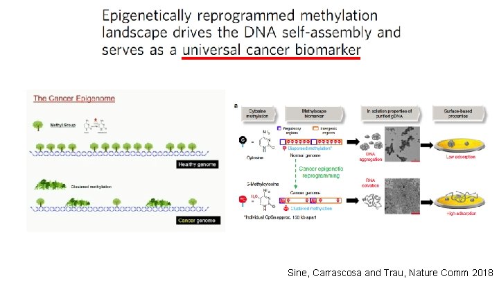 Sine, Carrascosa and Trau, Nature Comm 2018 