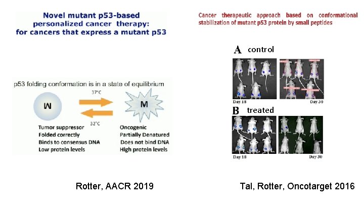 control treated Rotter, AACR 2019 Tal, Rotter, Oncotarget 2016 