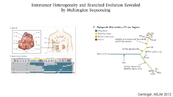 Gerlinger, NEJM 2012 