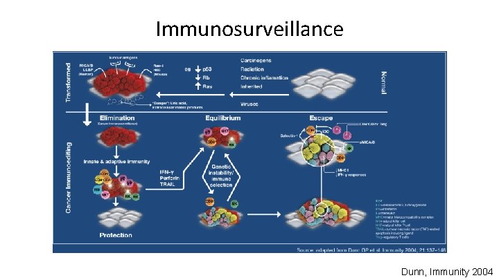 Immunosurveillance Dunn, Immunity 2004 
