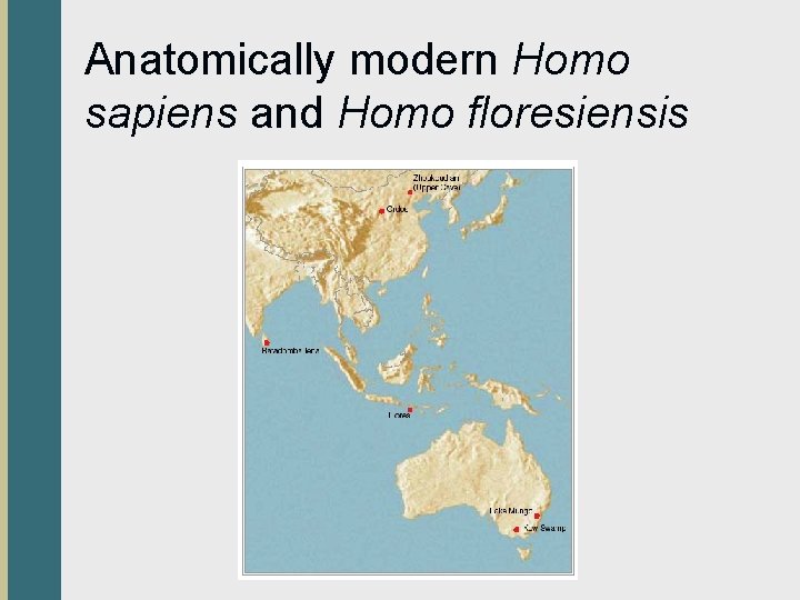 Anatomically modern Homo sapiens and Homo floresiensis 