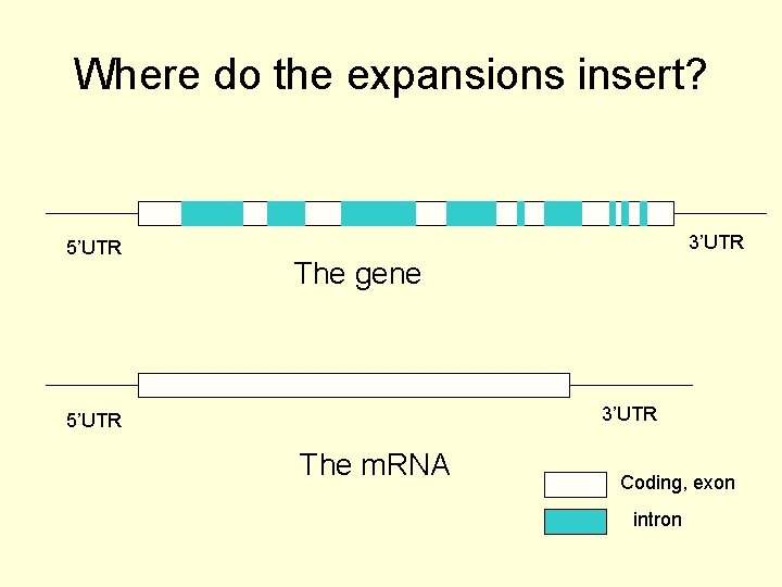 Where do the expansions insert? 5’UTR 3’UTR The gene 3’UTR 5’UTR The m. RNA