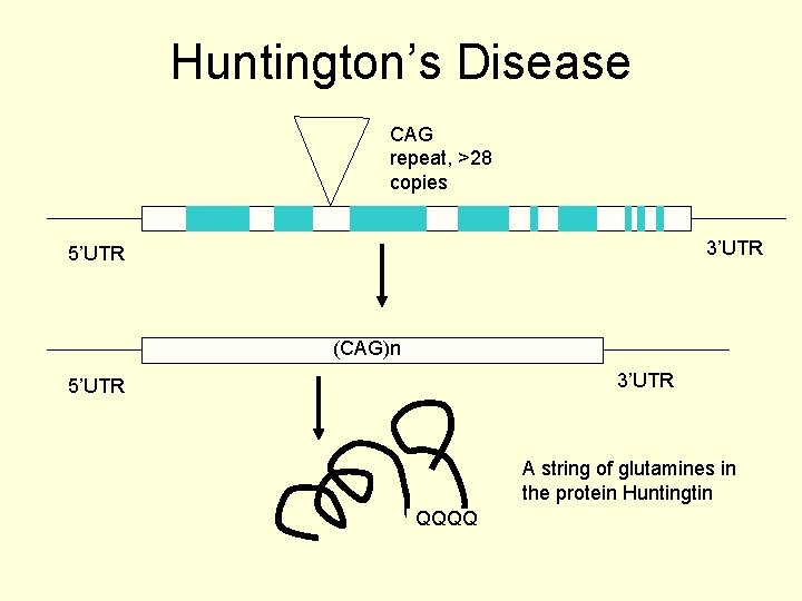 Huntington’s Disease CAG repeat, >28 copies 3’UTR 5’UTR (CAG)n 3’UTR 5’UTR A string of