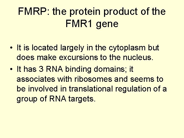 FMRP: the protein product of the FMR 1 gene • It is located largely