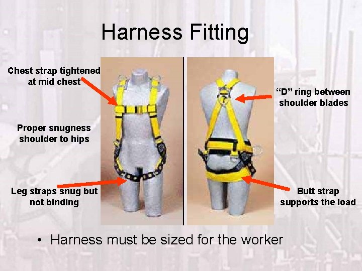 Harness Fitting Chest strap tightened at mid chest “D” ring between shoulder blades Proper