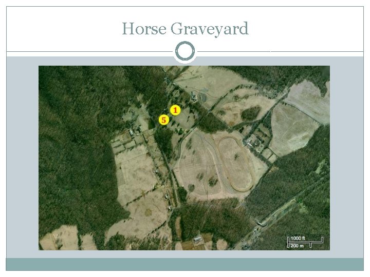 Horse Graveyard 