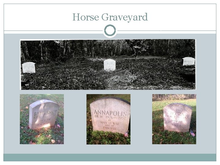 Horse Graveyard 