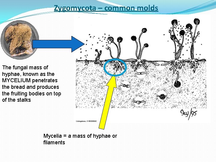 Zygomycota – common molds The fungal mass of hyphae, known as the MYCELIUM penetrates Zygomycota – common molds The fungal mass of hyphae, known as the MYCELIUM penetrates
