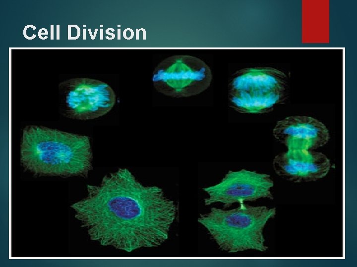 Cell Division 