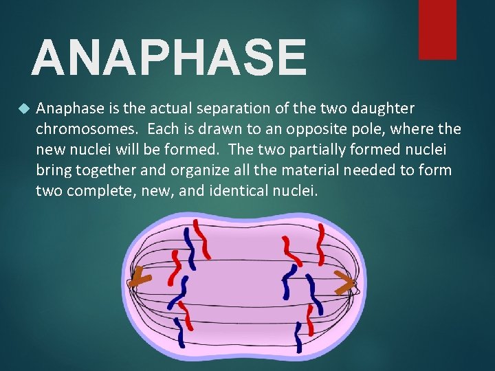 ANAPHASE Anaphase is the actual separation of the two daughter chromosomes. Each is drawn