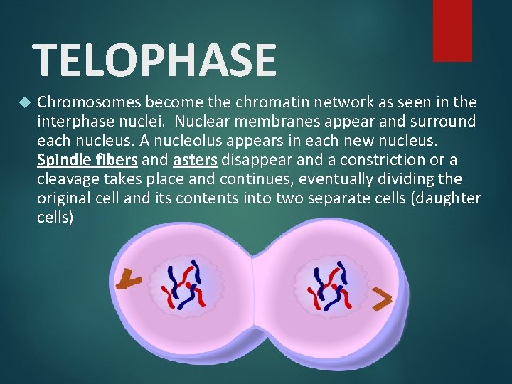 TELOPHASE Chromosomes become the chromatin network as seen in the interphase nuclei. Nuclear membranes