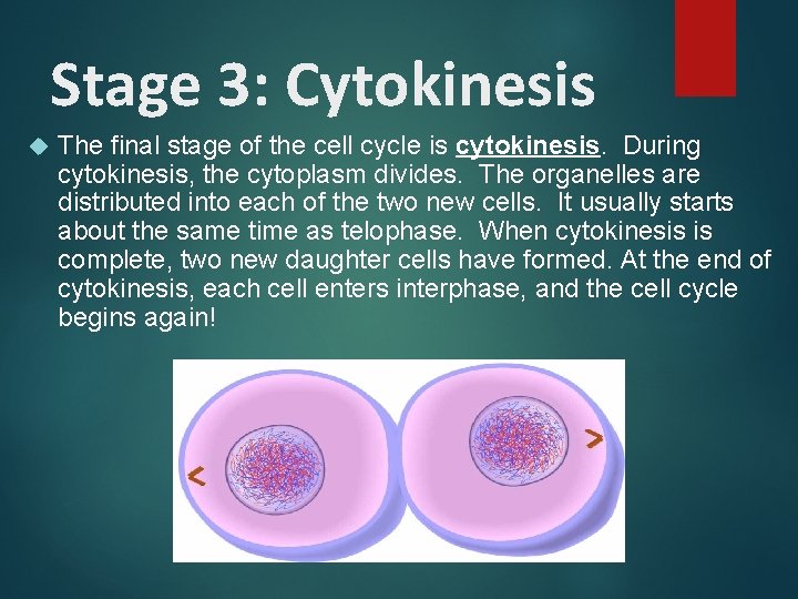 Stage 3: Cytokinesis The final stage of the cell cycle is cytokinesis. During cytokinesis,