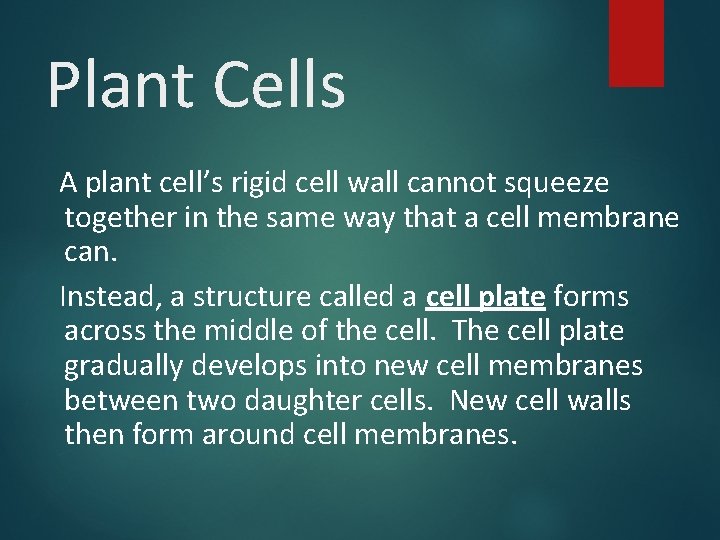 Plant Cells A plant cell’s rigid cell wall cannot squeeze together in the same