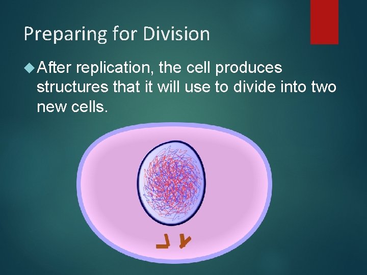 Preparing for Division After replication, the cell produces structures that it will use to