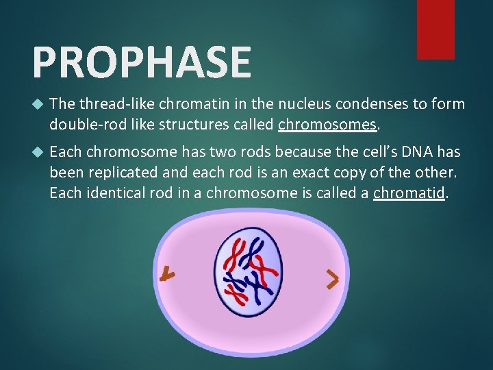PROPHASE The thread-like chromatin in the nucleus condenses to form double-rod like structures called
