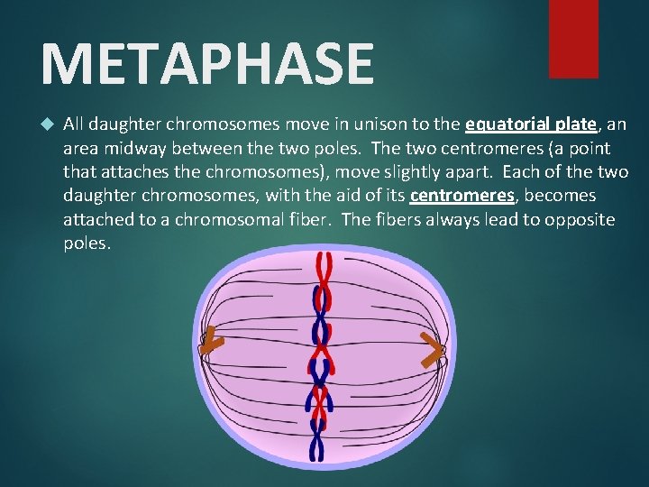 METAPHASE All daughter chromosomes move in unison to the equatorial plate, an area midway