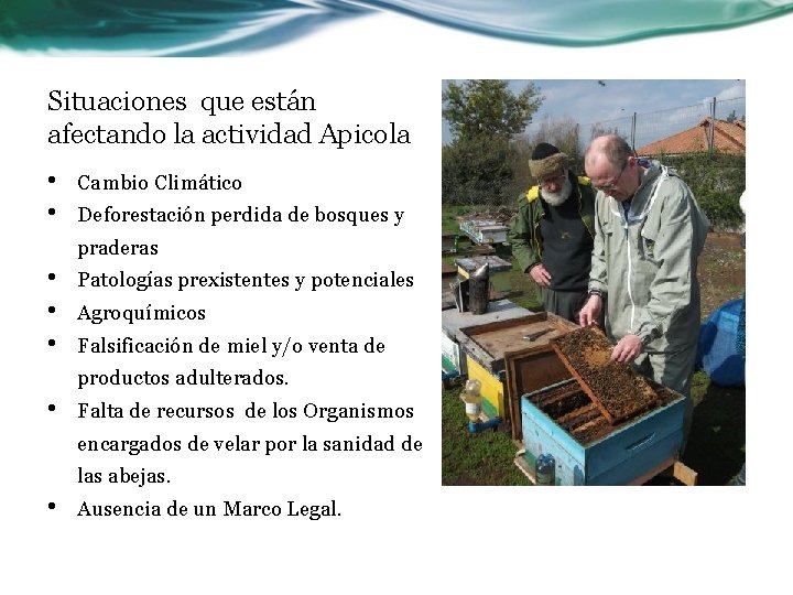 Situaciones que están afectando la actividad Apicola • • Cambio Climático Deforestación perdida de