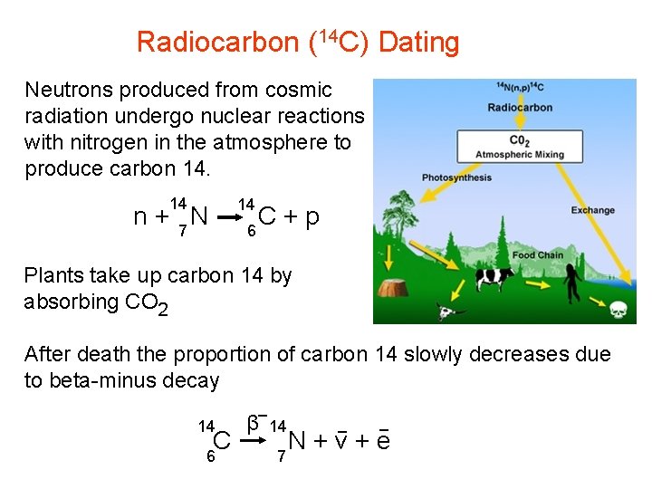 Radiocarbon (14 C) Dating Neutrons produced from cosmic radiation undergo nuclear reactions with nitrogen