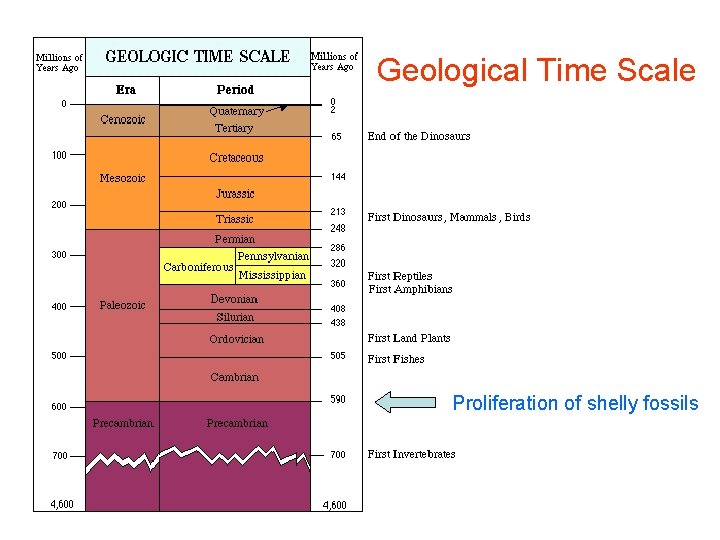 Geological Time Scale Proliferation of shelly fossils 