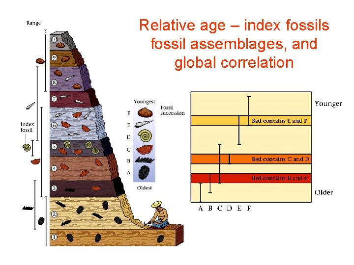 Relative age – index fossils fossil assemblages, and global correlation 