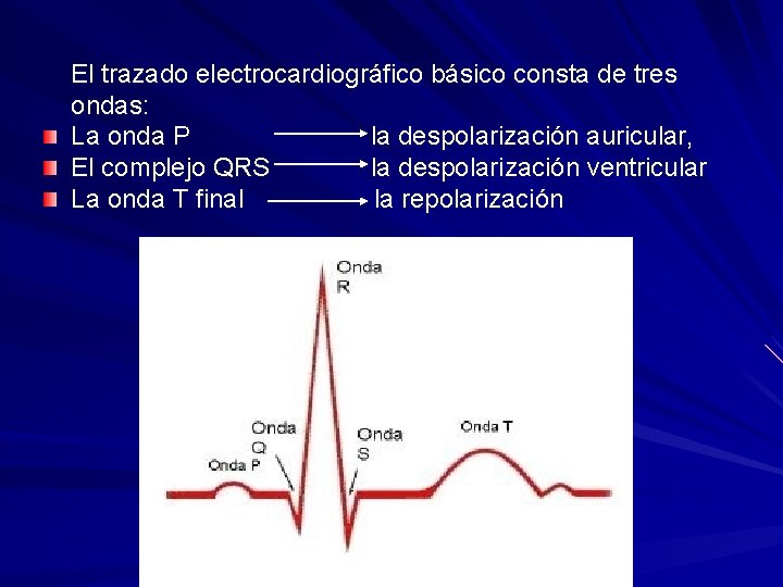 El trazado electrocardiográfico básico consta de tres ondas: La onda P la despolarización auricular,