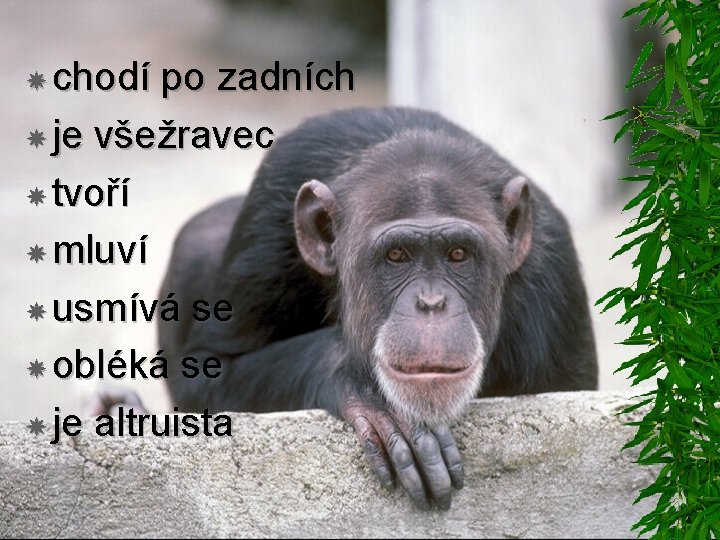 chodí po zadních je všežravec tvoří mluví usmívá se obléká se je altruista chodí po zadních je všežravec tvoří mluví usmívá se obléká se je altruista