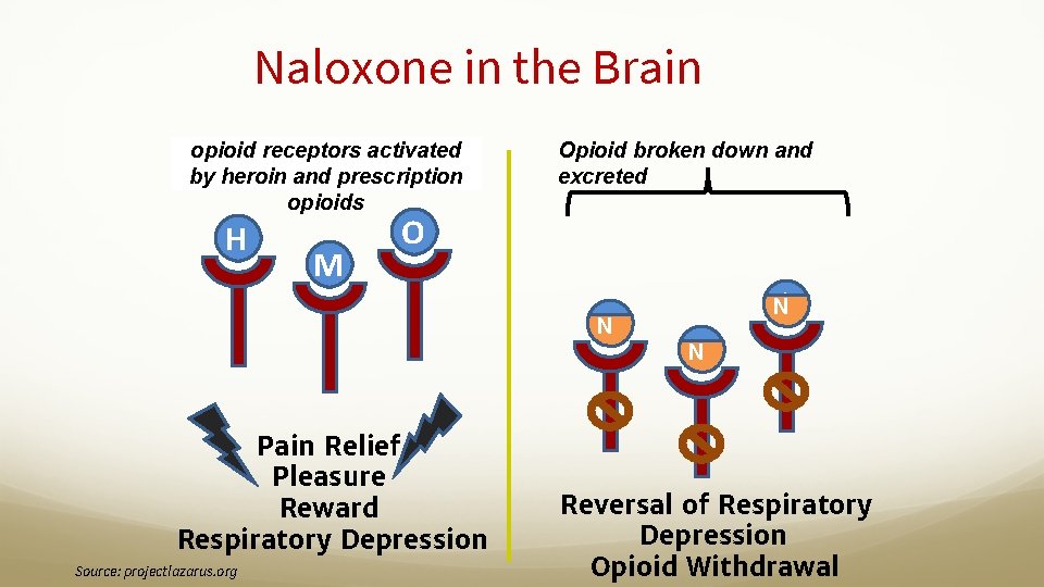 Naloxone in the Brain opioid receptors activated by heroin and prescription opioids H M Naloxone in the Brain opioid receptors activated by heroin and prescription opioids H M