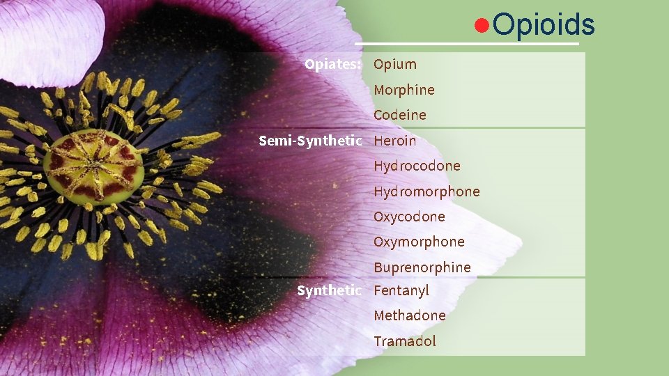 ●Opioids Opiates: Opium Morphine Codeine Semi-Synthetic Heroin Hydrocodone Hydromorphone Oxycodone Oxymorphone Buprenorphine Synthetic Fentanyl