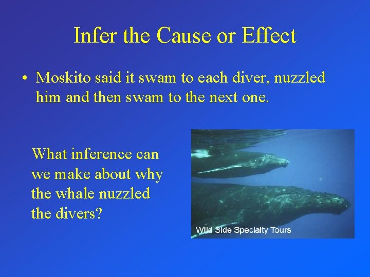 Infer the Cause or Effect • Moskito said it swam to each diver, nuzzled