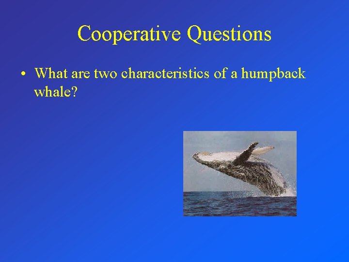 Cooperative Questions • What are two characteristics of a humpback whale? 