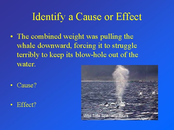 Identify a Cause or Effect • The combined weight was pulling the whale downward,