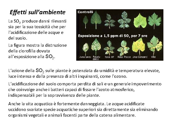 Effetti sull’ambiente La SO 2 produce danni rilevanti sia per la sua tossicità che