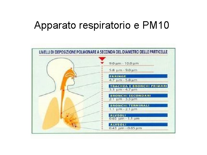 Apparato respiratorio e PM 10 
