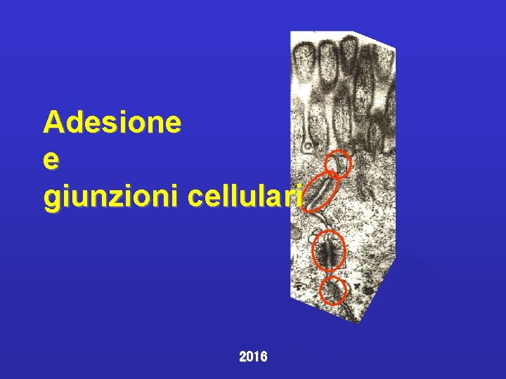 Adesione e giunzioni cellulari 2016 