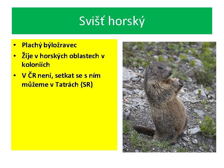 Svišť horský • Plachý býložravec • Žije v horských oblastech v koloniích • V