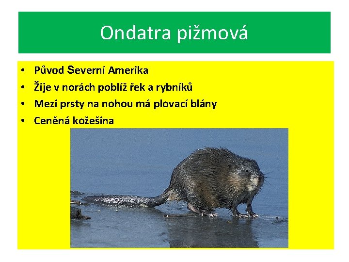 Ondatra pižmová • • Původ Severní Amerika Žije v norách poblíž řek a rybníků