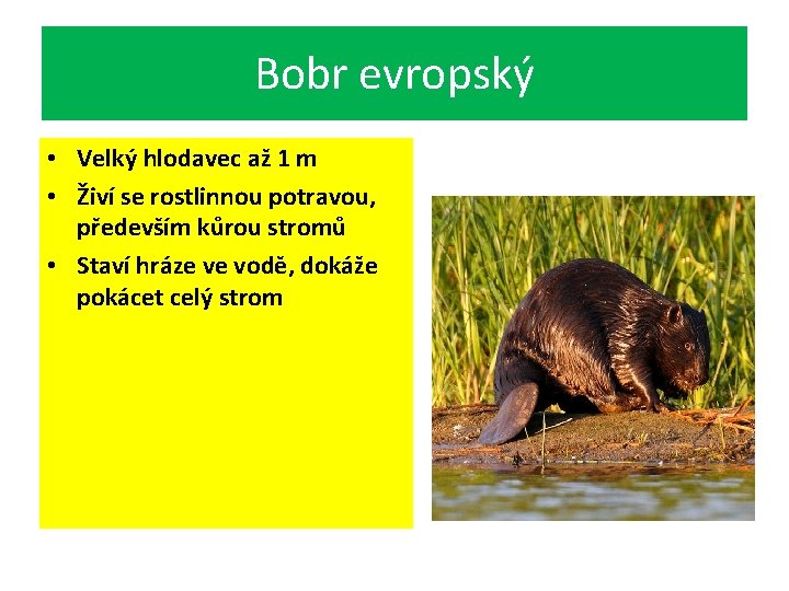 Bobr evropský • Velký hlodavec až 1 m • Živí se rostlinnou potravou, především