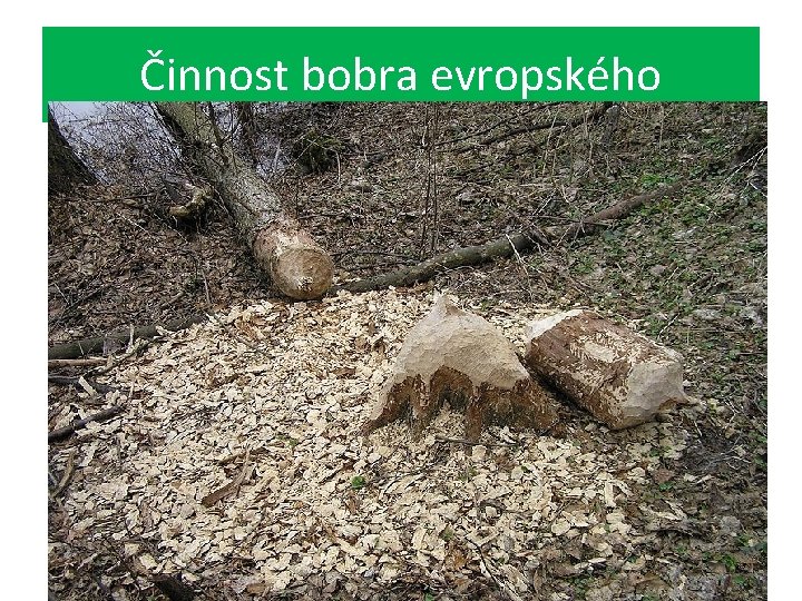 Činnost bobra evropského 