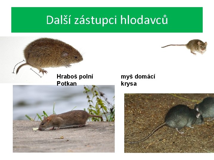 Další zástupci hlodavců Hraboš polní Potkan myš domácí krysa 