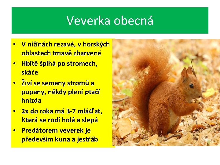 Veverka obecná • V nížinách rezavé, v horských oblastech tmavě zbarvené • Hbitě šplhá