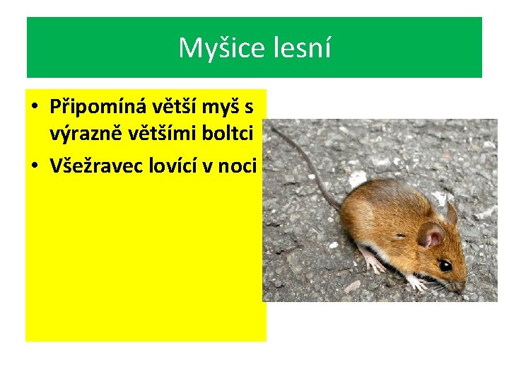 Myšice lesní • Připomíná větší myš s výrazně většími boltci • Všežravec lovící v