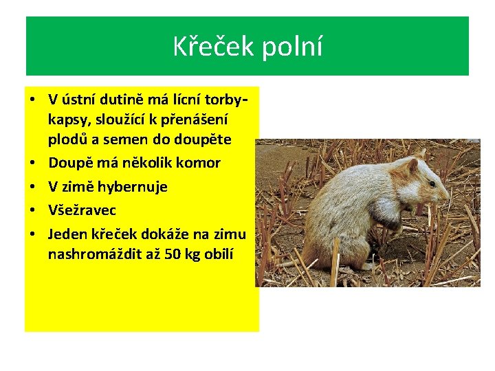 Křeček polní • V ústní dutině má lícní torbykapsy, sloužící k přenášení plodů a