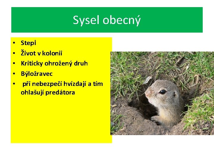 Sysel obecný • • • Stepi Život v kolonii Kriticky ohrožený druh Býložravec při