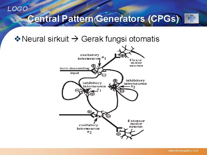 LOGO Central Pattern Generators (CPGs) v Neural sirkuit Gerak fungsi otomatis www. themegallery. com