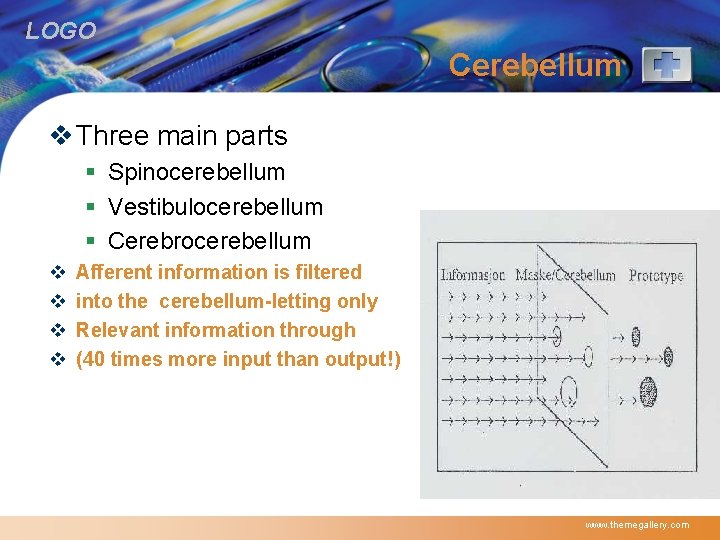 LOGO Cerebellum v Three main parts § Spinocerebellum § Vestibulocerebellum § Cerebrocerebellum v v