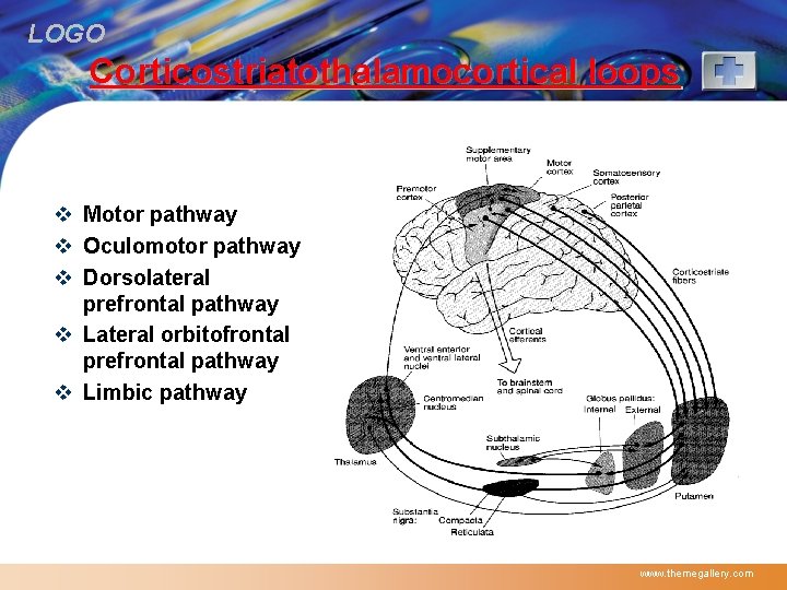 LOGO Corticostriatothalamocortical loops v Motor pathway v Oculomotor pathway v Dorsolateral prefrontal pathway v