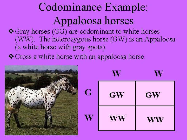 Codominance Example: Appaloosa horses v Gray horses (GG) are codominant to white horses (WW).