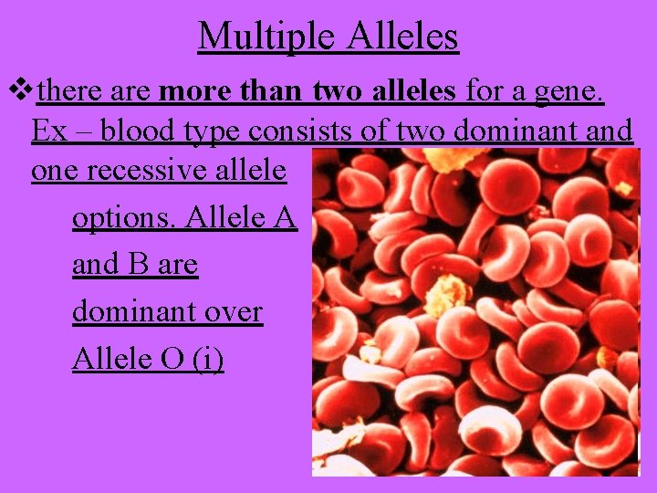 Multiple Alleles vthere are more than two alleles for a gene. Ex – blood