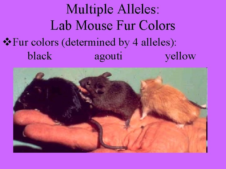 Multiple Alleles: Lab Mouse Fur Colors v. Fur colors (determined by 4 alleles): black