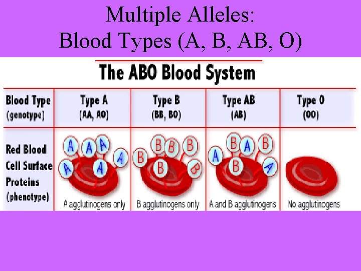 Multiple Alleles: Blood Types (A, B, AB, O) 